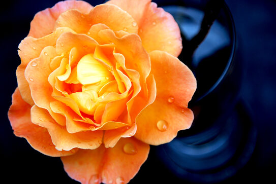 Beautiful orange rose with darker orange on the outer petals, gradually becoming a lighter orange in the centre. There are water drops n the petals. The rose is coming up out of a silky material that creates a dark blueish purple background.